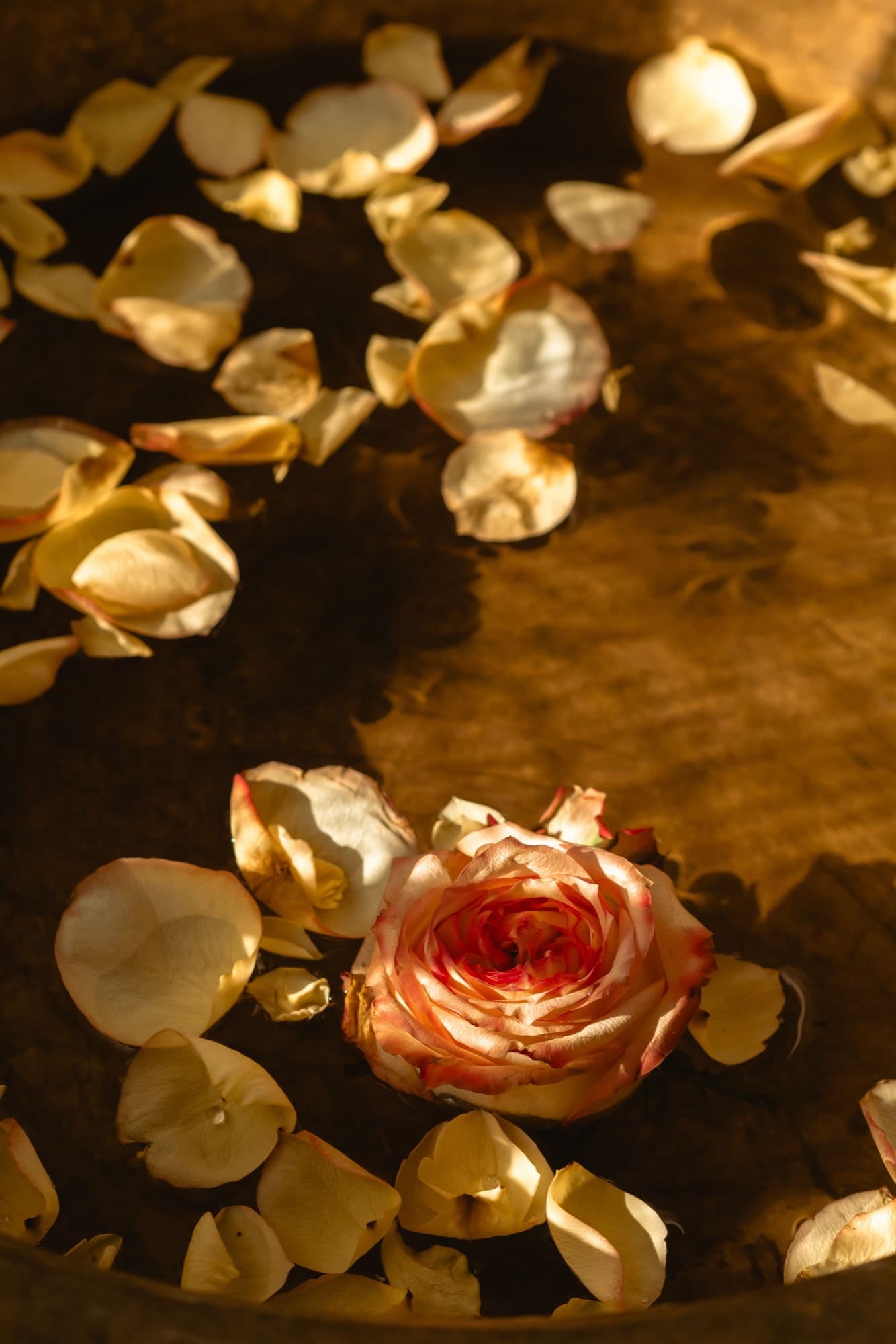 Rosenblüten und Blätter auf warmem, dunklem Grund